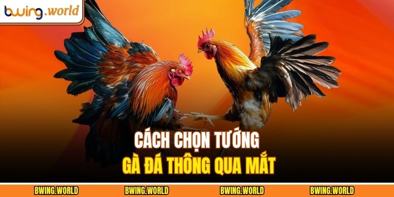 Cách Chọn Tướng Gà Đá - Bí Kíp Nhận Diện Chiến Kê Ưu Tú 2 Cách chọn tướng gà đá thông qua mắt