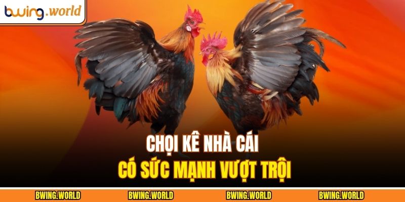 Đá Gà Cựa Dao - Trận Đấu Kịch Tính Bùng Nổ Sức Mạnh 4 Chọi kê nhà cái có sức mạnh vượt trội