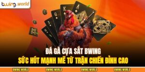 Đá Gà Cựa Sắt BWING – Sức Hút Mạnh Mẽ Từ Trận Chiến Đỉnh Cao 3 Đá gà cựa sắt BWING