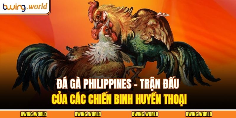 Đá Gà Philippines – Trận Đấu Của Các Chiến Binh Huyền Thoại 1 Đá gà Philippines