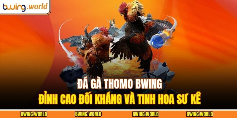 Đá Gà Thomo BWING – Đỉnh Cao Đối Kháng Và Tinh Hoa Sư Kê 3 Đá gà Thomo BWING