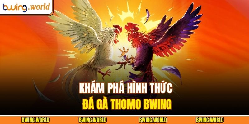 Khám phá hình thức đá gà Thomo BWING