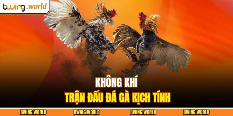 Không khí trận đấu đá gà kịch tính