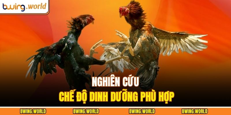 Đá Gà Philippines – Trận Đấu Của Các Chiến Binh Huyền Thoại 4 Nghiên cứu chế độ dinh dưỡng phù hợp