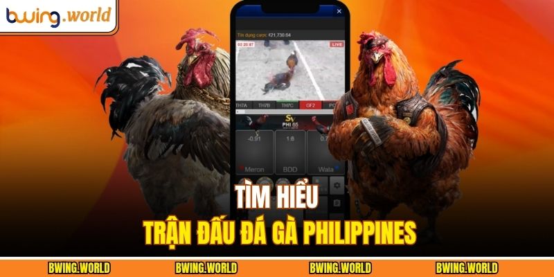 Đá Gà Philippines – Trận Đấu Của Các Chiến Binh Huyền Thoại 2 Tìm hiểu trận đấu đá gà Philippines
