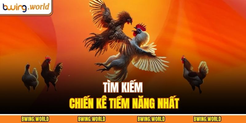 Tìm kiếm chiến kê tiềm năng nhất